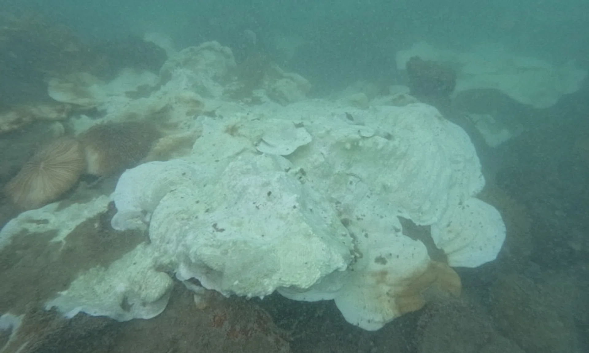 Corals in Pulau Hantu showed signs of bleaching on Oct 9.