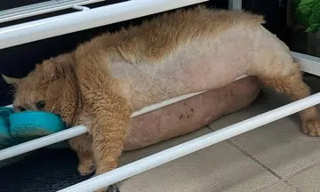 Cat in Russia tries to escape 'fat camp', gets stuck in shoe rack