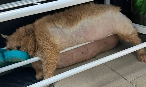 Cat in Russia tries to escape 'fat camp', gets stuck in shoe rack