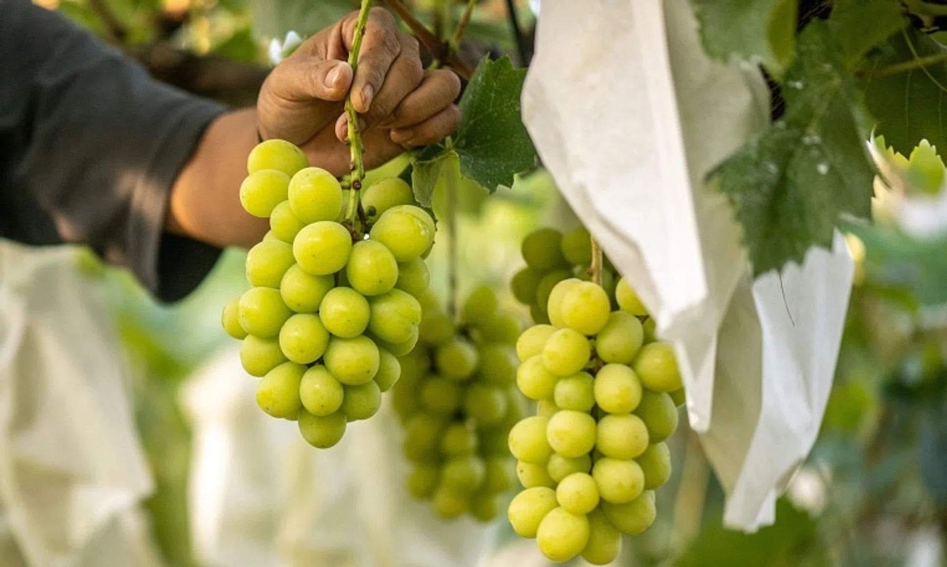 Samples of Shine Muscat grapes being sold in Thailand have been found to contain pesticide residues above legal limits.