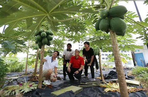 Getting their hands dirty for the Gardeners' Cup