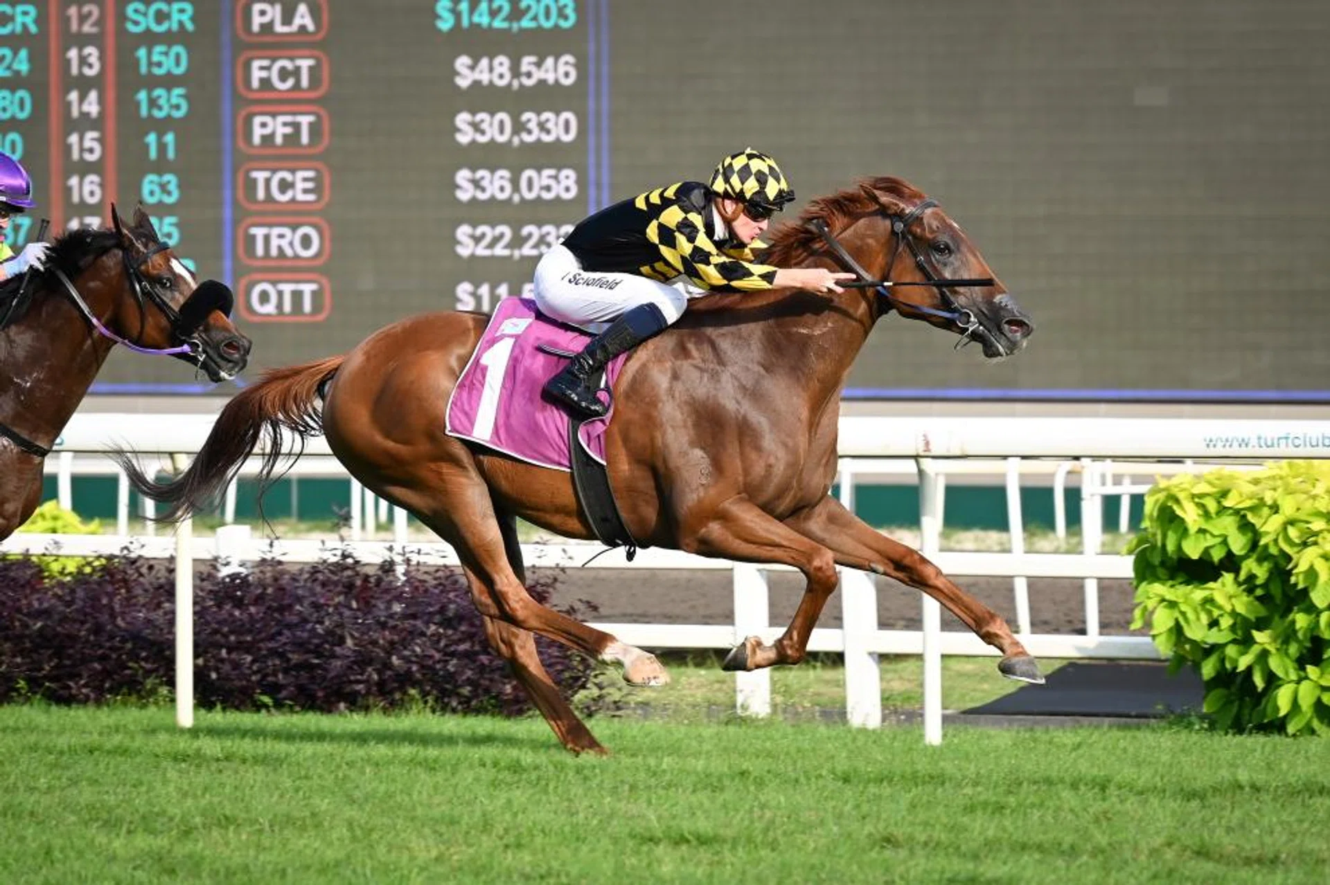 Golden Monkey (Chad Schofield) winning the Fortune Bowl (1,400m) on Feb 11. He finished third in the Lion City Cup in 2022 and was second in 2023.