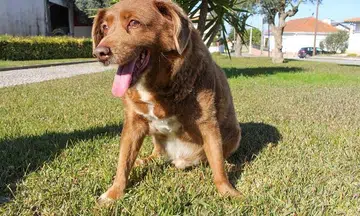 Did Bobi the world's oldest dog live to 31-years-old? Guinness World Records is investigating