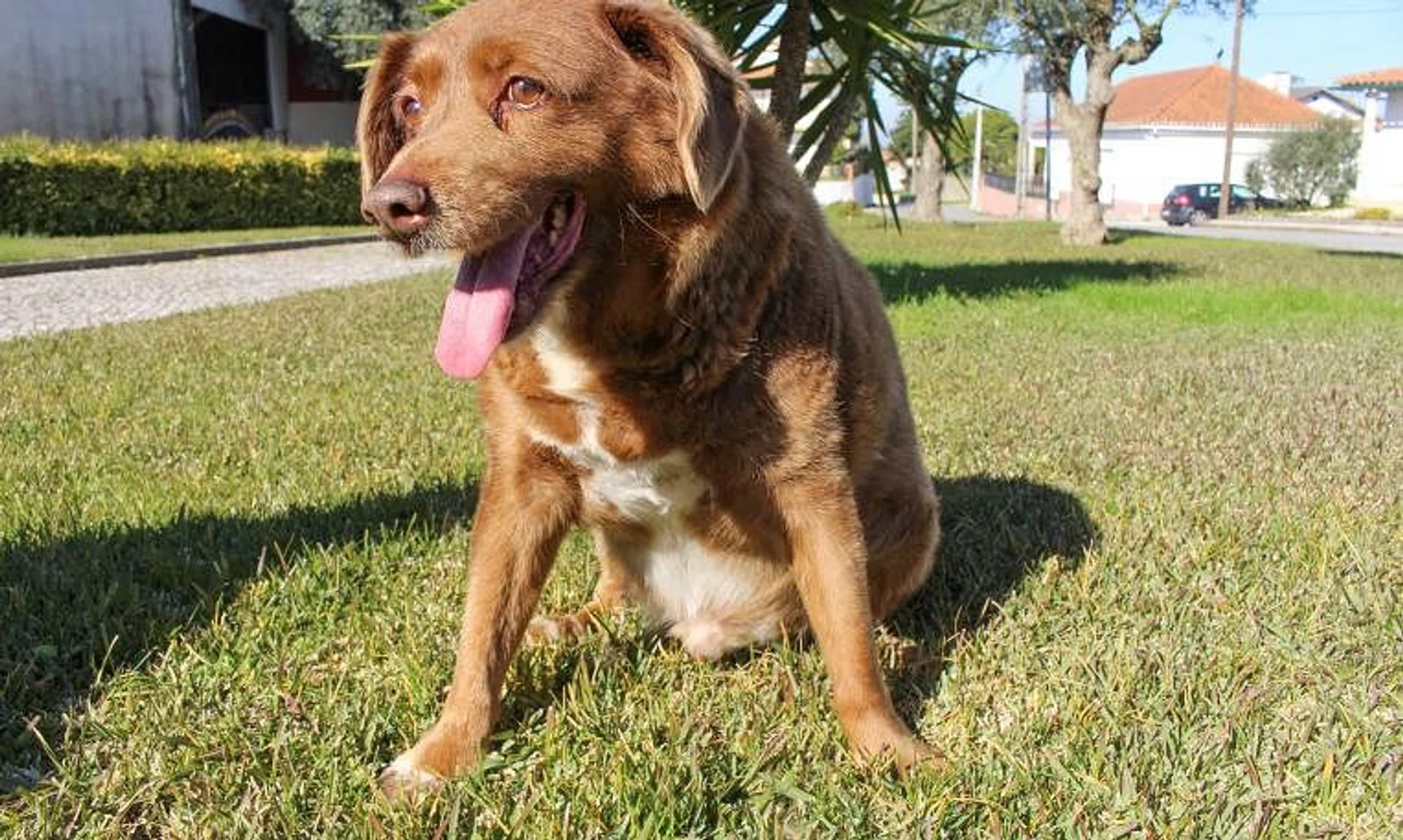 Bobi, a pure-bred Rafeiro do Alentejo, was the oldest living dog before he died on Oct 21.  