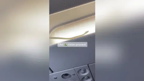 Snakes On A Plane 2? AirAsia flight diverted after snake spotted on board