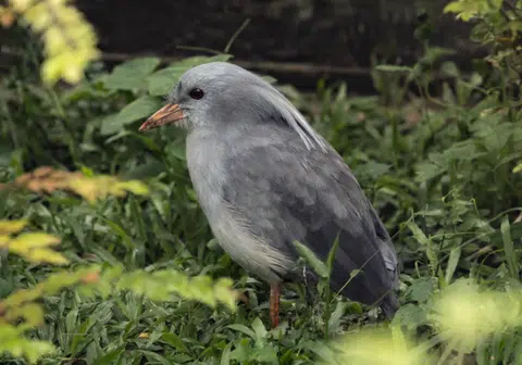 The chick's parents arrived at Bird Paradise from Yokohama Zoo in November 2023.
