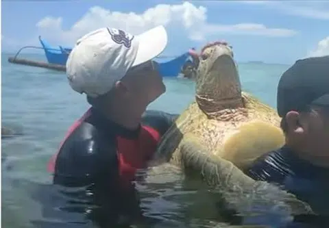 Tourist sparks outrage after making sea turtle piggyback on him in Philippines