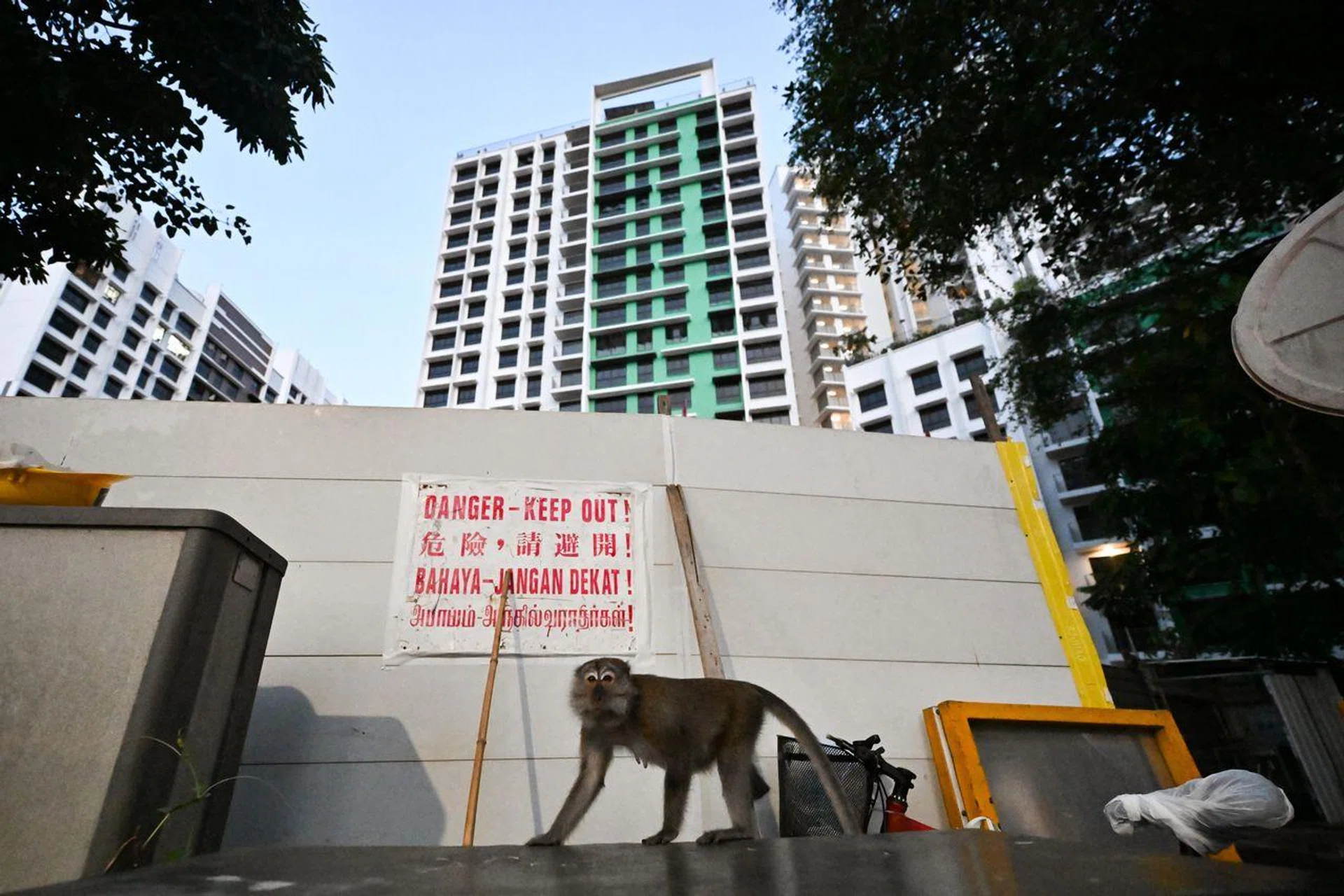 A long-tailed macaque outside a construction site at 436A Northshore Drive on Sept 17, 2024.