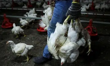 Malaysia has oversupply of chickens, surplus can be exported, says minister