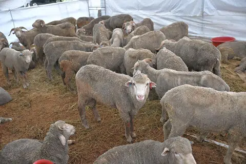 Korban registration opens in S'pore, portion of meat to be distributed in Gaza