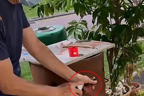 Coffee shop supervisor paints trapped mynas red, claims it repels birds