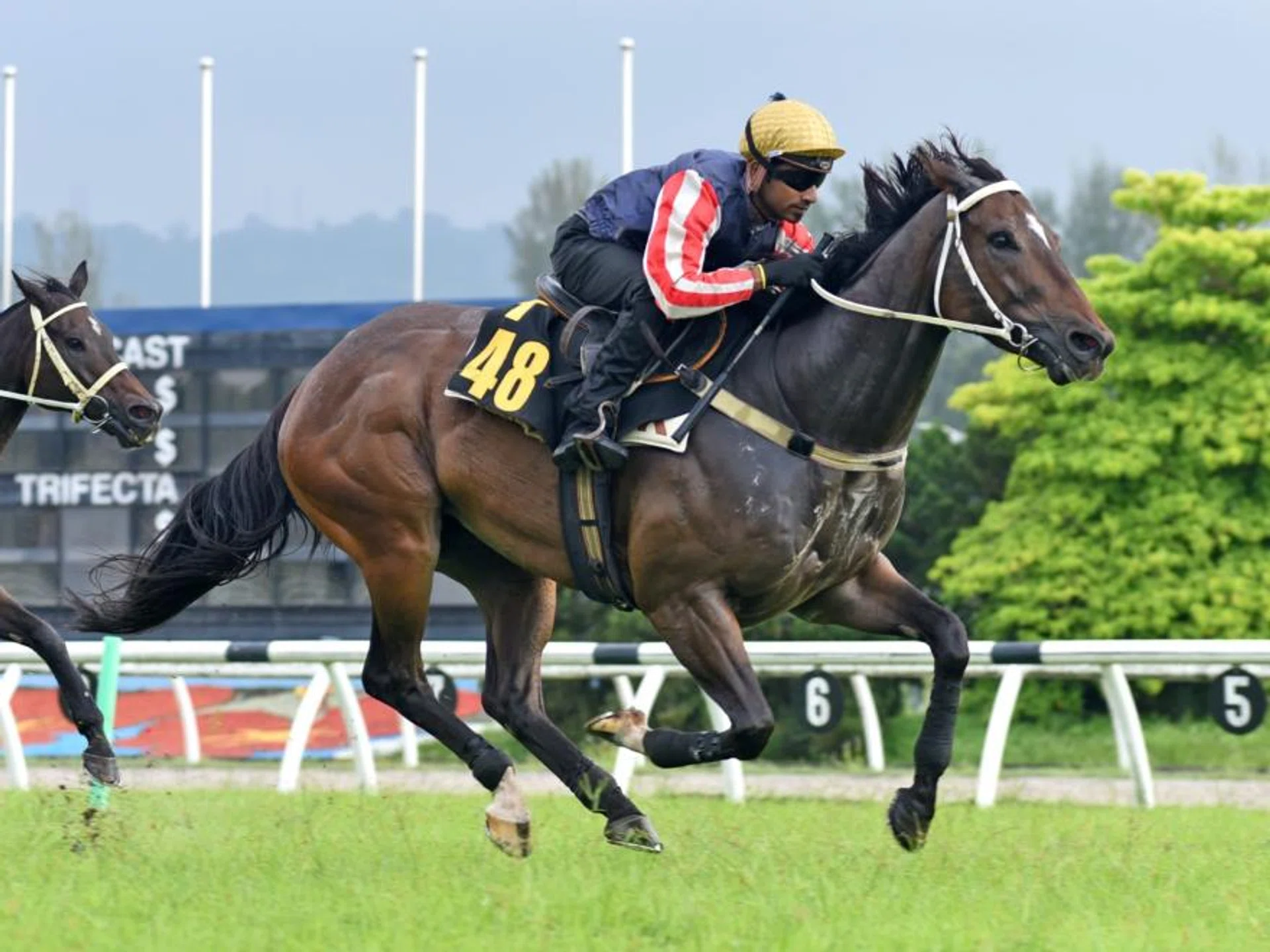 Italian Revolution (Pavinthran Kumar), a former three-time winner at Kranji for Shane Baertschiger, striding away to an easy win in the first barrier trial at Sungai Besi on Nov 12. The Caravaggio five-year-old is now prepared by trainer Joseph Leck and boasts one win from five starts in Kuala Lumpur.
