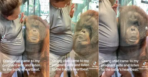 Charlie the orangutan listens to baby's heartbeat at zoo