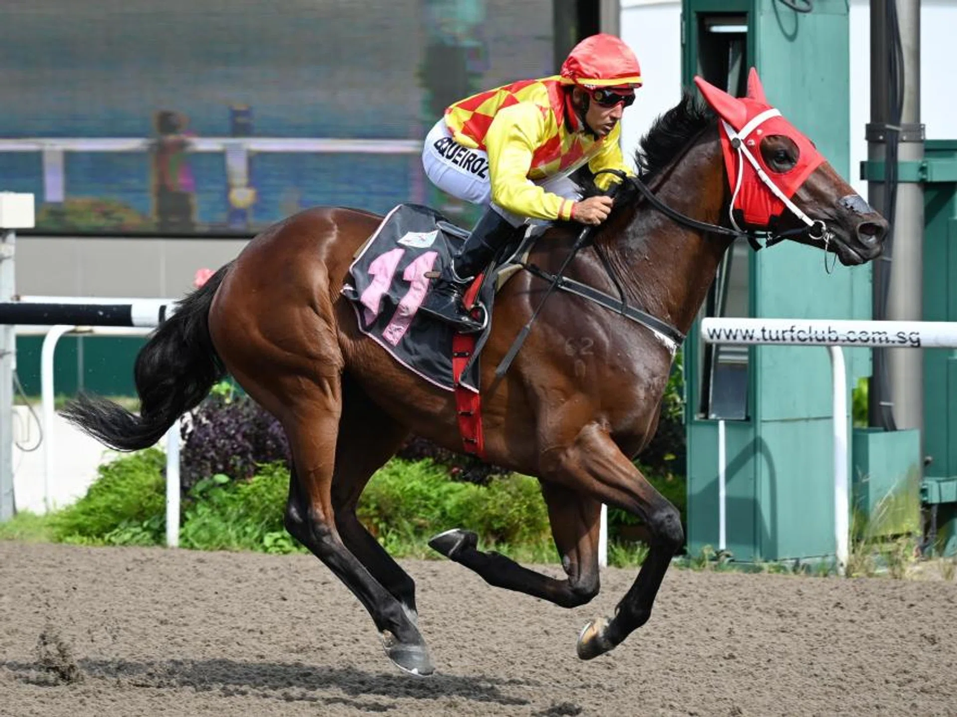 Strike Gold bringing up a quartet of wins for Brazilian jockey Bruno Queiroz at Kranji on Jan 14. The Iffraaj three-year-old was registering his second career victory.
