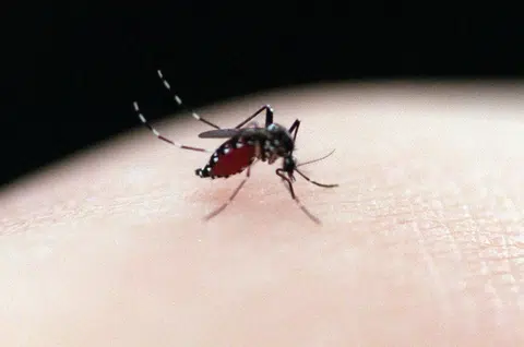 NEA to expand Project Wolbachia to 5 more sites