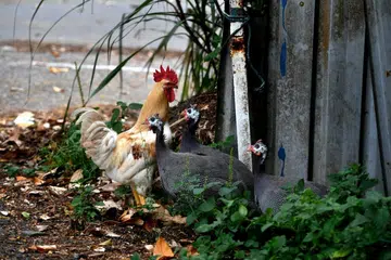 AVA manages free-roaming chicken population for public health and safety