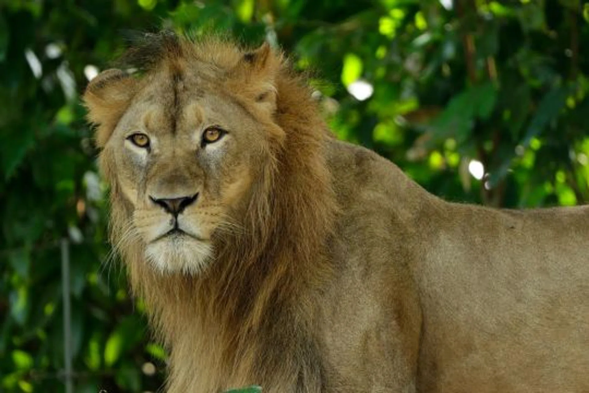 A file photo of an African lion at the Singapore Zoo.