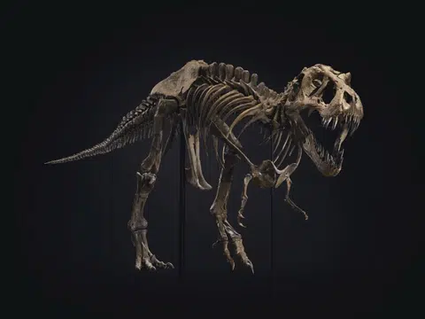 Walk-in queue available at upcoming T. rex skeleton showcase