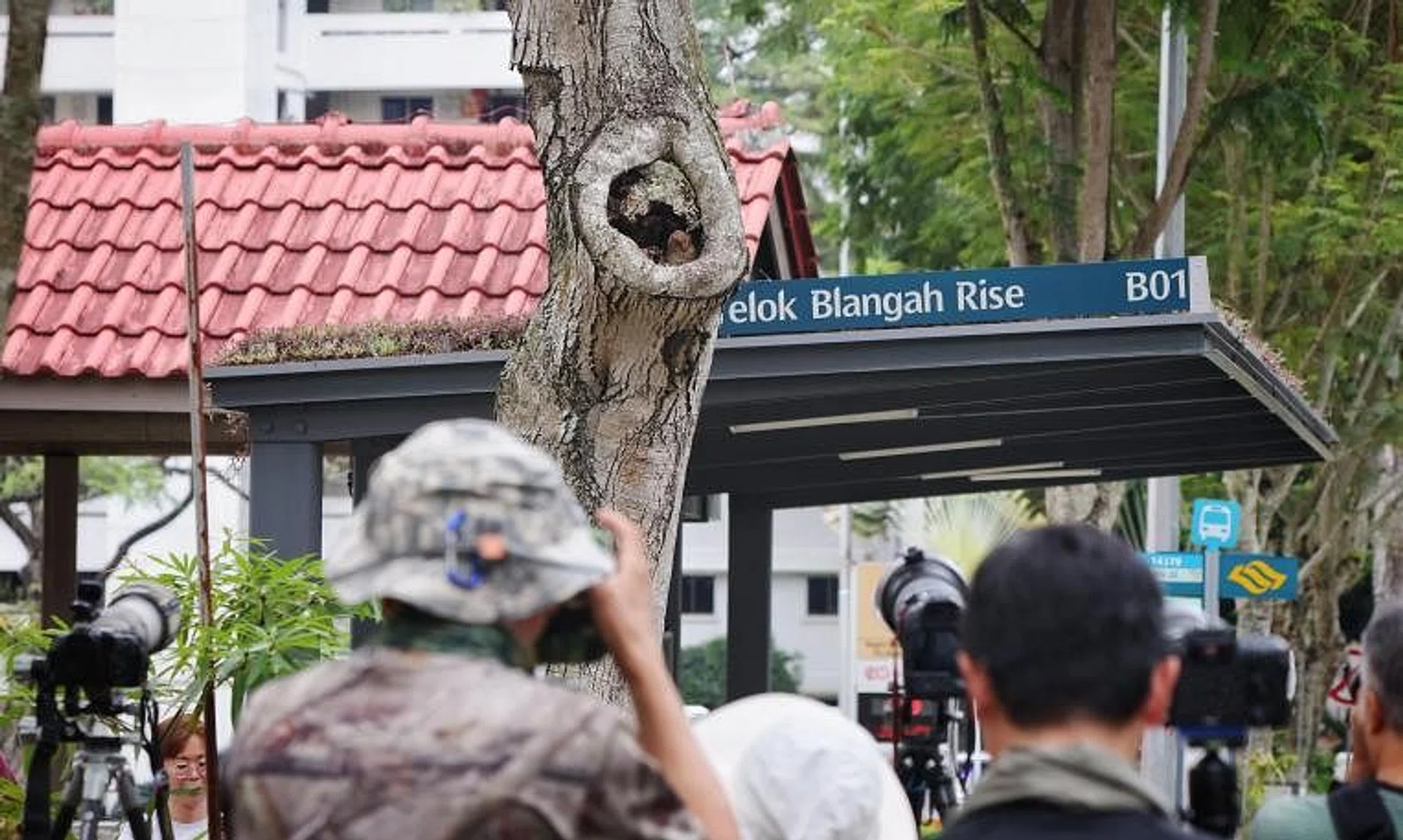 People watching and photographing the Sunda scops owlets in Telok Blangah Rise on May 8.