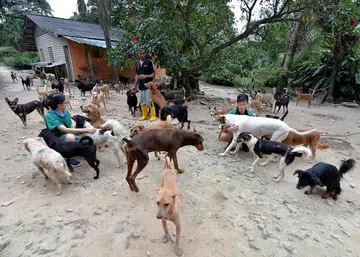 Helping man's best friends