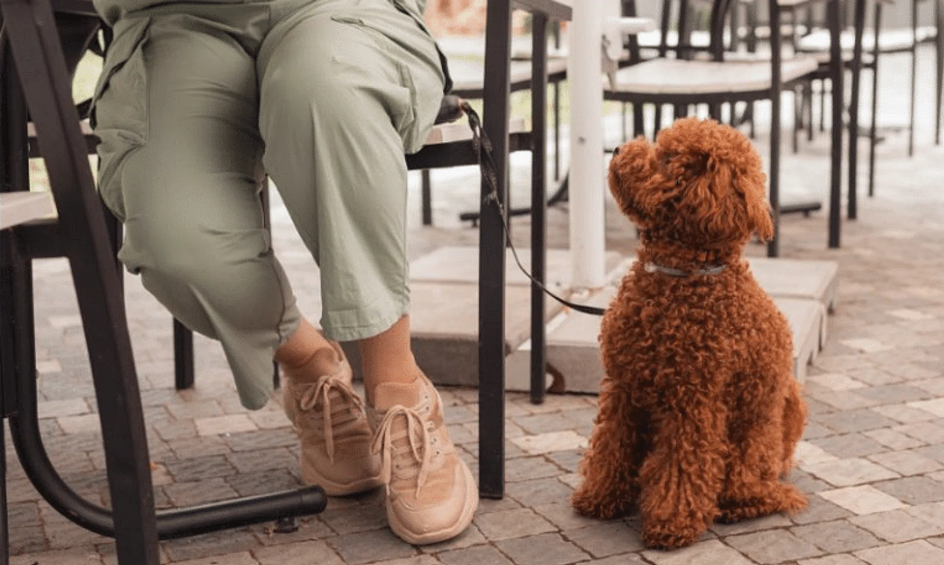 SPCA said pet owners and other diners should have mutual respect.