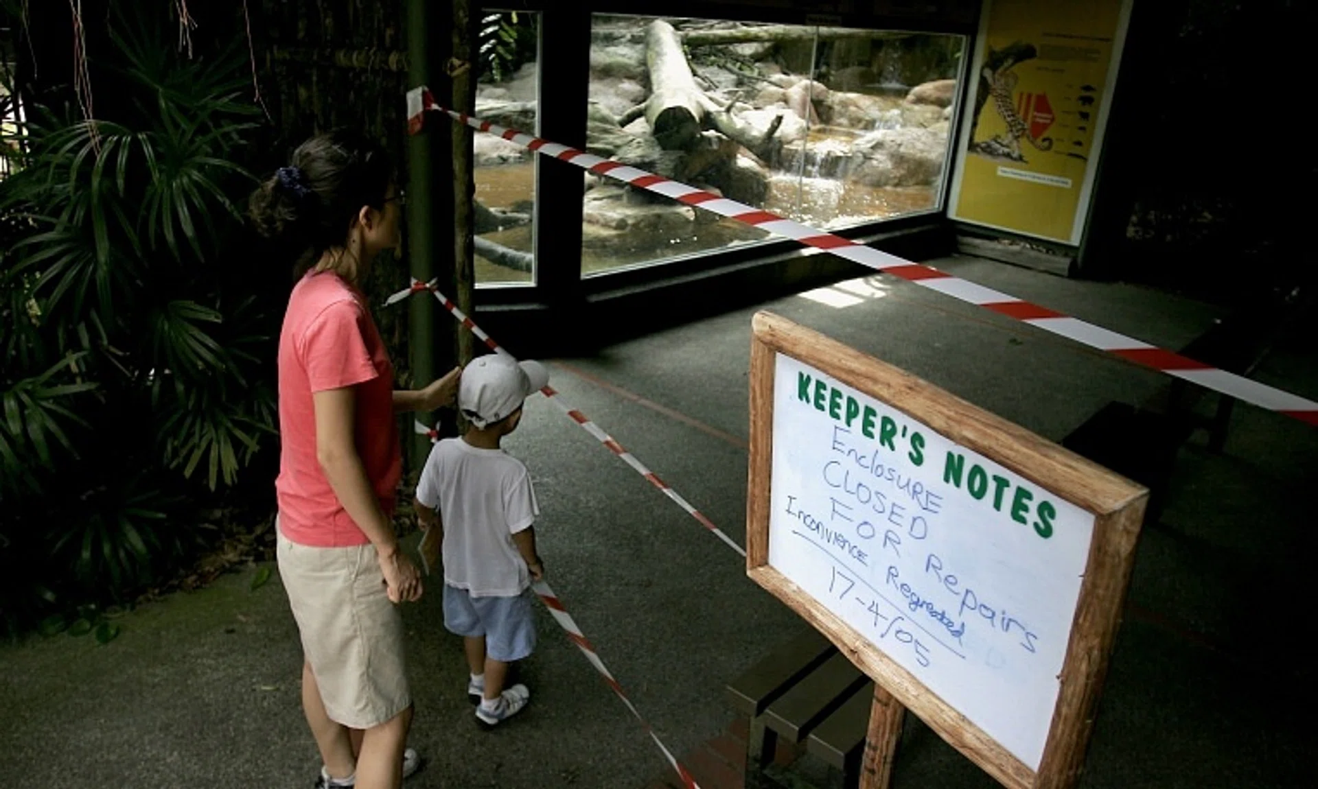 Seven-year-old jaguar Angel squeezed through an opening zookeepers used to feed it. 