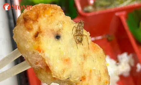 Woman finds cockroach after almost finishing her bento box meal, SFA looking into matter