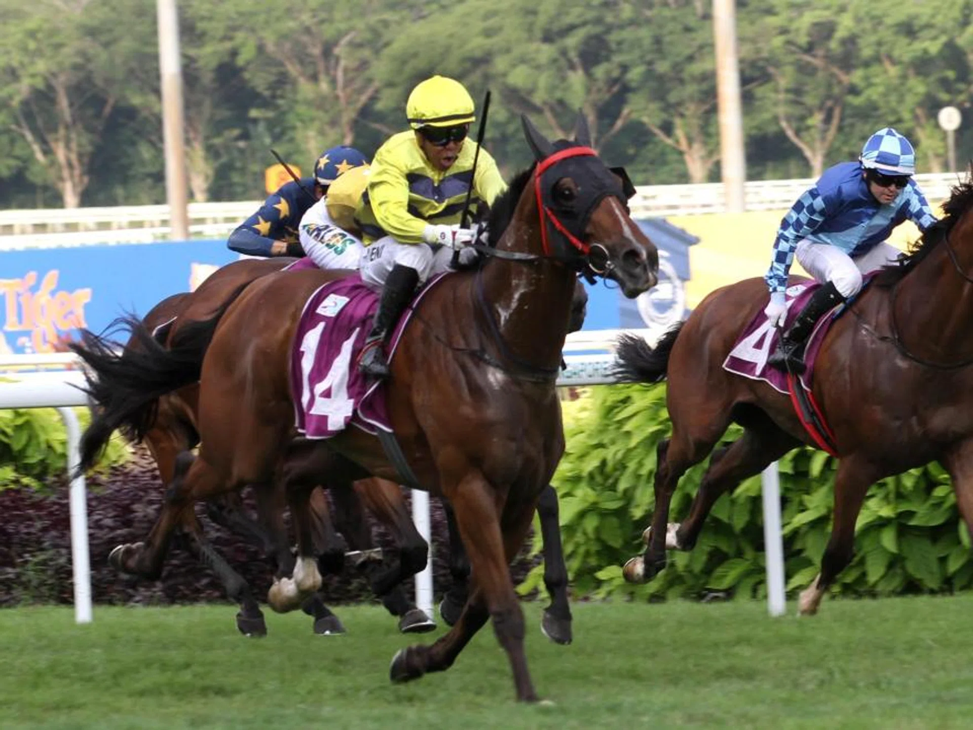 Smart Star (Muzi Yeni) upsetting all calculations in the Group 1 Grand Singapore Gold Cup (2,000m) at Kranji on Oct 5, 2024. He runs first-up in Malaysia in the Chinese New Year Prosperity Trophy (1,600m) at Sungai Besi on Jan 31.


