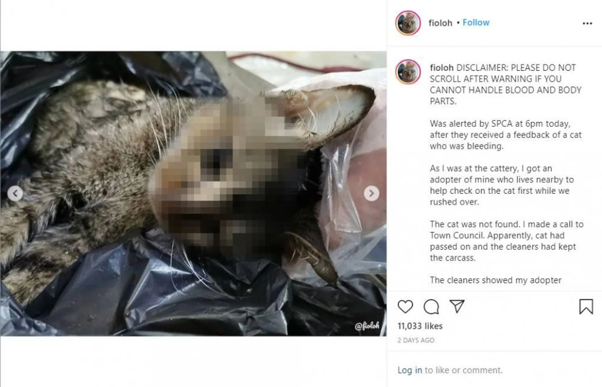 Cat found dead with severed hind leg at Fernvale Link void deck on Dec 12.
