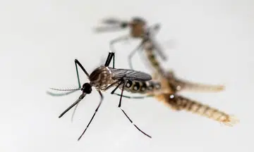 Johor dengue cases jump nearly 40%