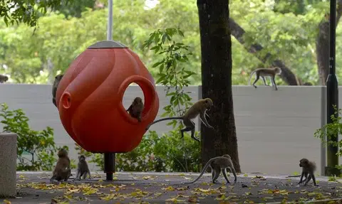 Monkey business gets serious