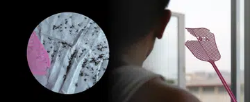 Mosquito Hunter: I killed 200 mozzies in 5 days