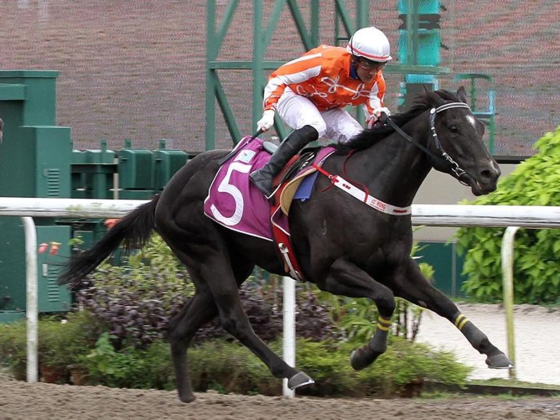 Pacific Emperor (Wong Chin Chuen, No. 5) has not won since the Group 3 Merlion Trophy (1,200m) on Oct 28, 2023. He contests the Group 2 Stewards' Cup (1,600m) on June 30.
