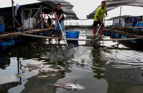 Higher fish prices in Malaysia due to steep decline of stock: Fishermen's Association