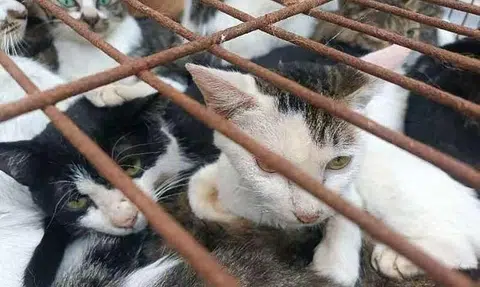 Cats abandoned by owners worried about proposed cat-ownership framework