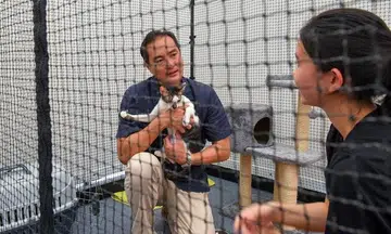 New guidelines for cat breeders, pet shops