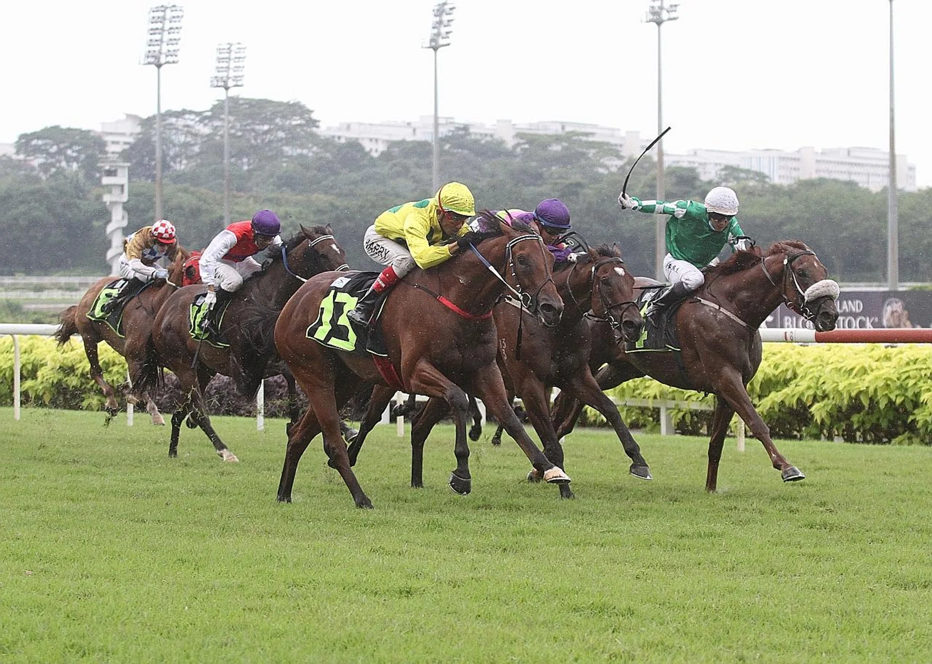 Mr Malek (No. 13) finishing with a flourish in his first 1,600m test in Saturday's $100,000 Class 1 race, beating Yulong Edition (in green) and the top-rated Countofmontecristo.  