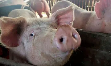 SFA refutes Indonesian report about Singapore's 'readiness' to import pig carcasses from Bulan Island