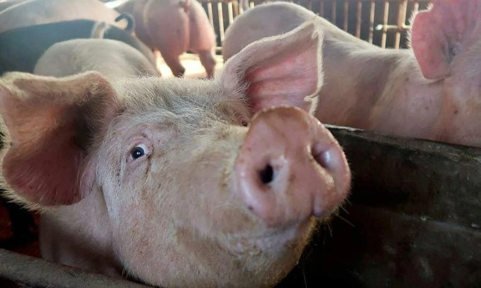 SFA has not received or approved any application from Indonesian abattoirs for the export of pig carcasses and pork to Singapore.