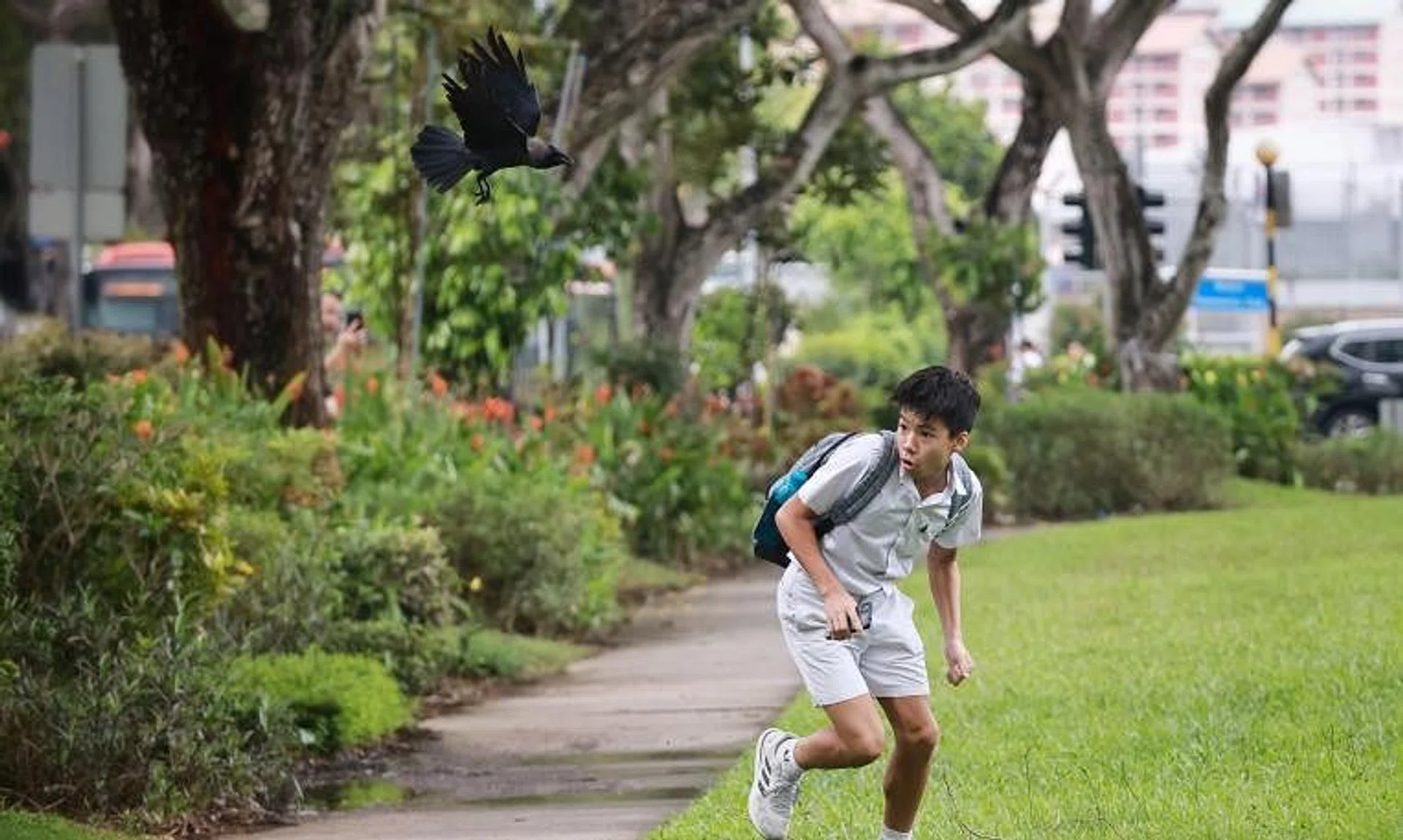 Crows ‘attack’ a pedestrian walking near Block 110 Bishan Street 12, on Feb 15, 2023.