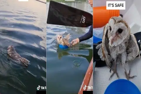 Dragon boaters rescue floating owl in Marina Channel with plastic scoop