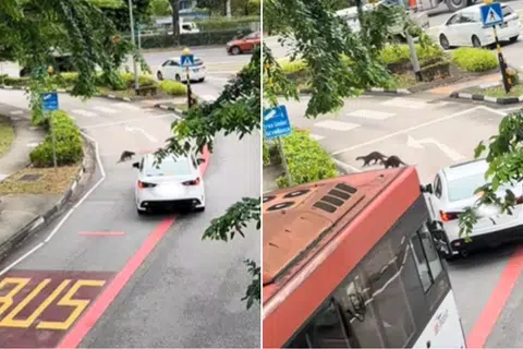 Car waits patiently while otters 'chill' on road in Toa Payoh