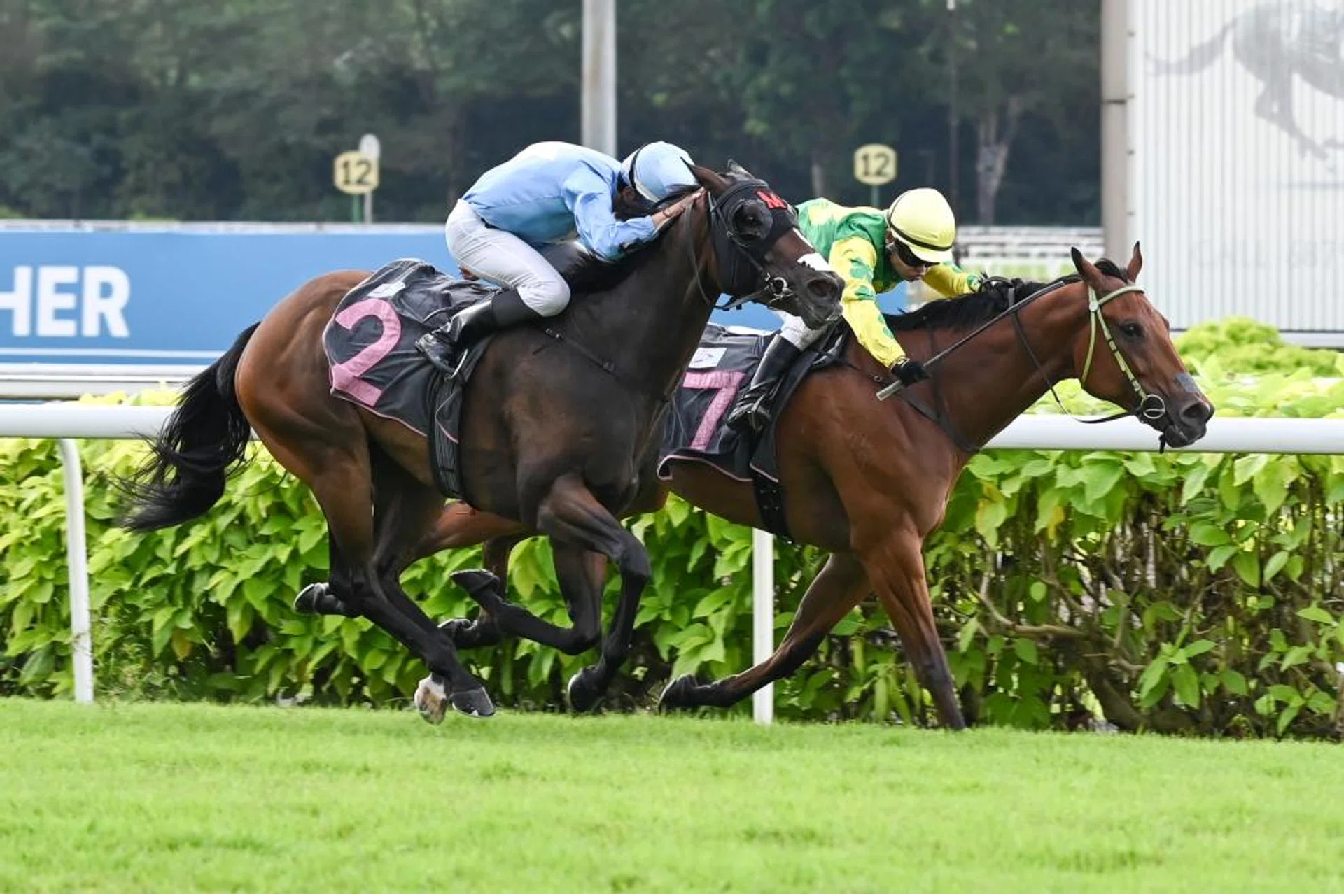Aniki (Koh Teck Huat), along the rails, and January (Marc Lerner) sharing the spoils in the Class 3 1,400m race on March 30. Aniki looks a treat on the training track and warrants respect in the Class 3 1,200m event on Sept 28.