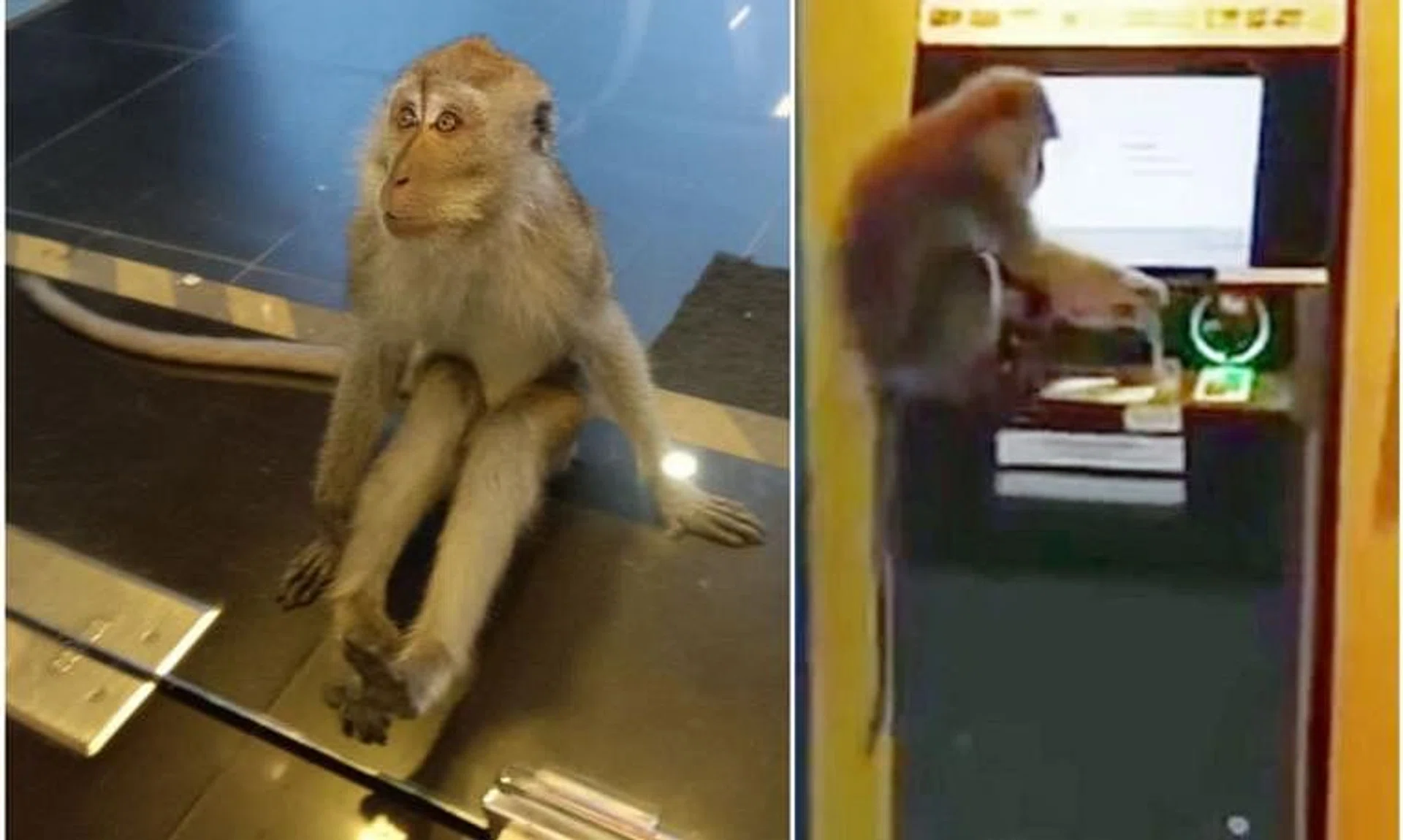 A monkey sitting outside Pet Lovers Centre at Chun Tin Road (left), and another fiddling with an ATM at Beauty World Centre.
