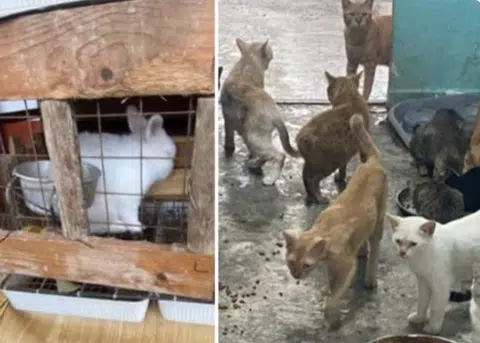 SPCA hosts animal welfare conference as abuse cases rise