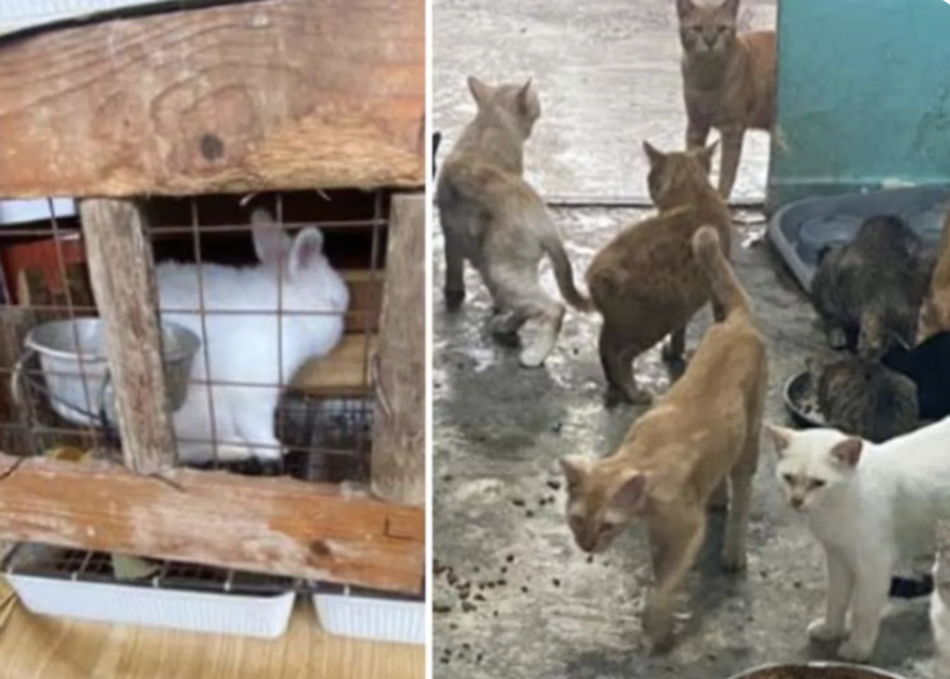 Cases of animal cruelty and welfare issues increased 79 per cent from 2022 to 2023.