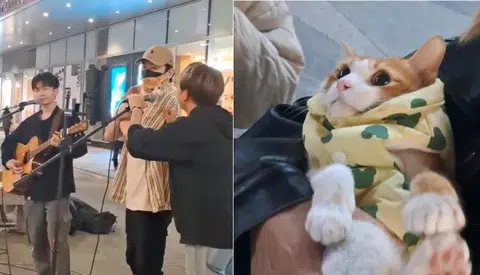 Songs in the key of meow: Video of cat busking with singer goes viral