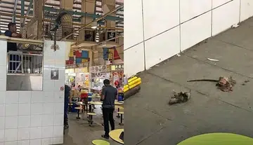 Rats 'electrocuted' at food centre in Telok Blangah