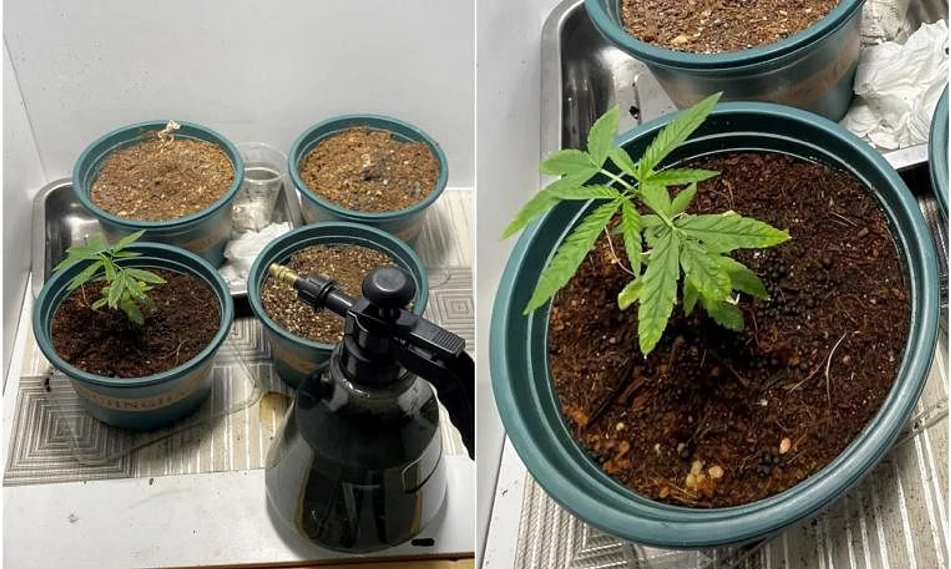 A pot of cannabis plant and three pots containing dried-up remnants of cannabis plants were found in a residential unit near Yishun Avenue 3 on May 16.
