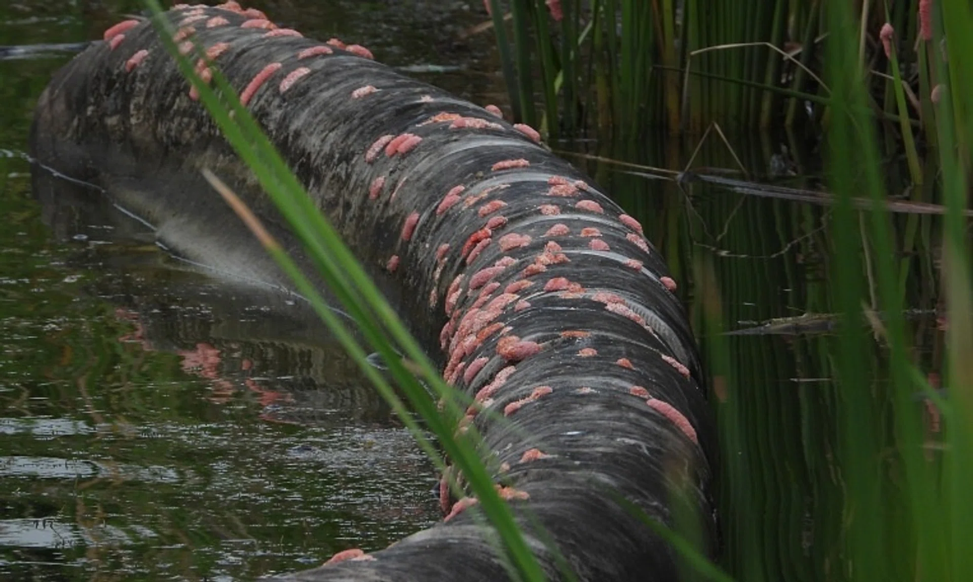Several photos of the scene captured by Ms Elsa Xu show hundreds of bright-pink egg clusters speckled across the reservoir’s rocks and vegetation.